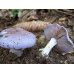 Мицелий Паутинника бело-фиолетового (Cortinarius alboviolaceus)